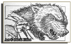 Gulo � David Elliot